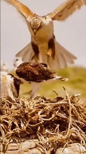 How Eagle Train its young Child, to Fly