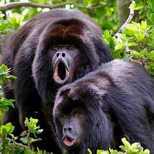 Howler Monkey Characteristics, Reproduction and More ▷➡️ Postposmo