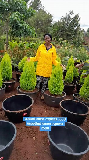Elegant Lemon Cypress Plants for Your Home Decor