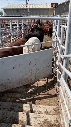 Loading bulls