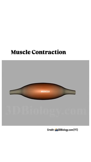 World of Biology on Instagram: "This Animation is showing How Muscle Contraction works Animation credit - 3D Biology official Youtube channel ♥️ #Muscle #Musclecontraction #viral #explore"