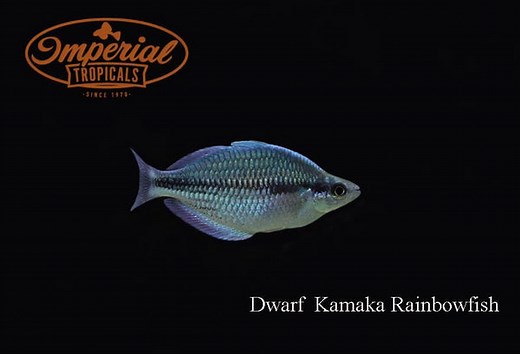 Kamaka Rainbowfish (Melanotaenia kamaka) - shop Imperial Tropicals