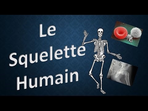 HUMAN SKELETON - Explain it to me
