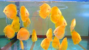 110K views · 324 shares | Visiting Farm of Discus fish & Angel fish ( Buying new fish ) RE- UPLOAD | Dexter's World | Facebook