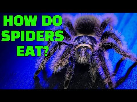 Tarantulas Digest BEFORE They Eat Prey? Spider Digestion EXPLAINED!