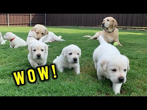FIRST TIME EVER! Adorable Lab Puppies Explore Outside!