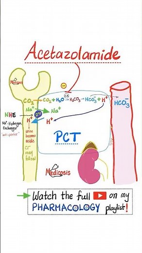 Acetazolamide- Diuretics - Pharmacology…#mbbs #nurse #nclex #doctor #usmle #pharmacist #veterinary