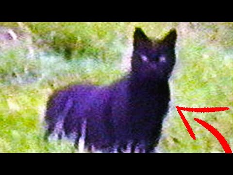 Top 10 Mythical Creatures & Cryptids 2020
