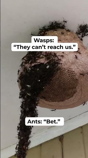 Ants Together Strong 🐜🐜🐜 #ants #shorts #animalshorts #insects #wasps