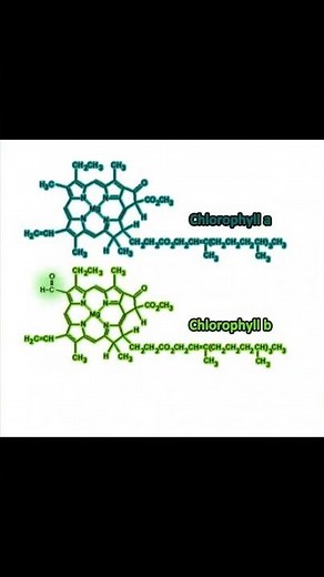 Structure of Chlorophyll pigment