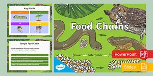 Food Chains PowerPoint & Google Slides for 3rd-5th Grade