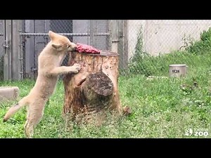 Arctic Wolf Pups- Diet Pupdate