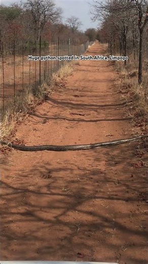 Biggest pythons spotted in the South of Africa#python #snakeinthecity #africa #southafrica #south