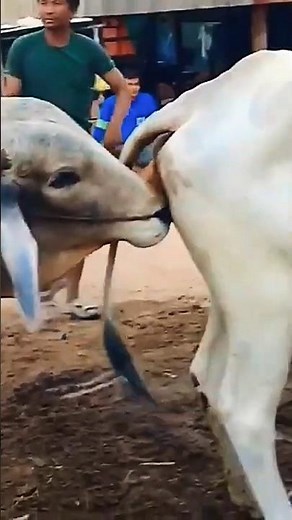 Cow mating close up slow motion | #mating #cow #animalmating