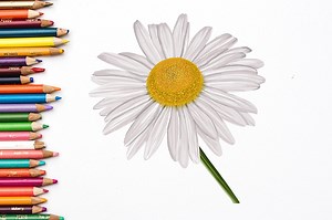 How to Draw a Daisy Flower - A Realistic Daisy Drawing Tutorial
