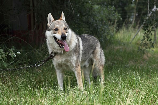 Do Wolf Dogs Make Good Pets?