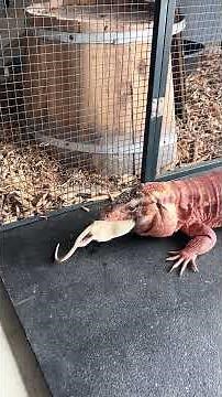 Argentine Red Tegu Takes Down a Frozen Rat!