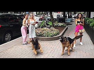 Protection dogs in action. Protecting owner and friends. OFF LEASH obedience