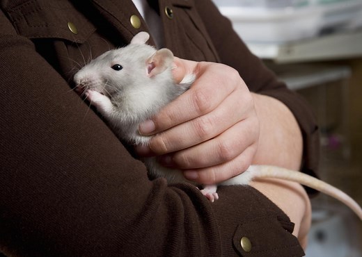 Everything You Need to Know to Care for a Pet Rat