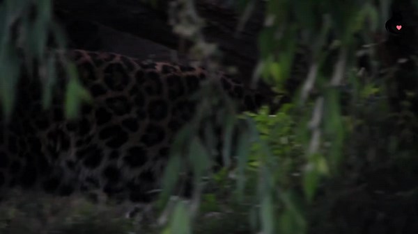 How Do Snow Leopards Survive in the Himalayas?