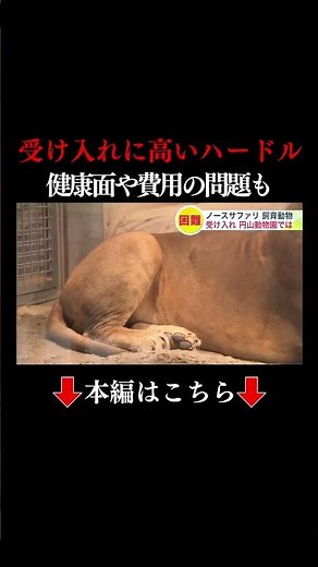 👆本編はこちら👆【ノースサファリ】行き場を失った動物たち…受け入れにはさまざまなハードルが…円山動物園に引き取りを求める意見も…担当者は「安易に受け入れることはできない」ライオンの餌代年間35万円