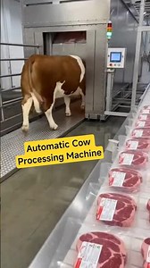 Automatic Cow Processing Machine | Modern Beef Factory
