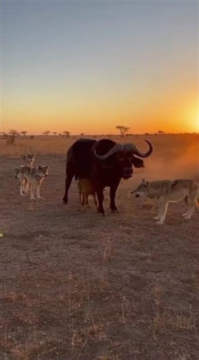 Wolves against buffalo | buffalo protects the cub from wolves #animals #soralife #viral #funny #wolf