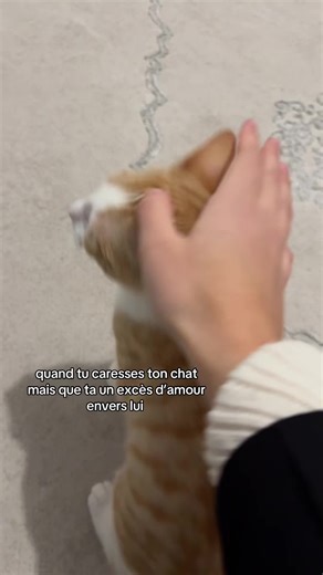 c trop dsl #prt #chat #drole | cat