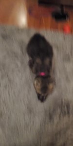 3.2K views · 170 reactions | The squeak of baby Rosemary 懶 | Guardians Of The Wolves | Facebook