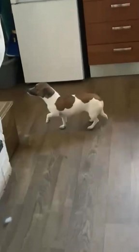 Guilty Dogs Compilation: Funny Moments Caught on Camera