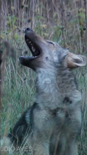 Howling wolves cubs | Film Studio Aves