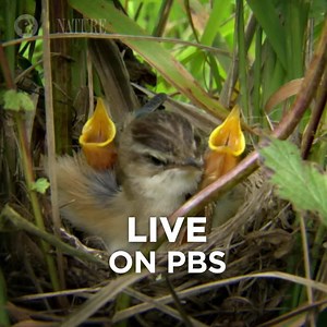 650K views · 2K reactions | Beginning April 29, we're celebrating spring with a LIVE three-night event! | Nature | PBS | Facebook