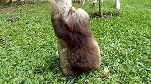 89K views · 3.6K reactions | Have you heard about the sloths strange...