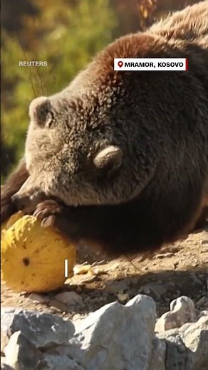 Zoo animals get pumpkins for Halloween