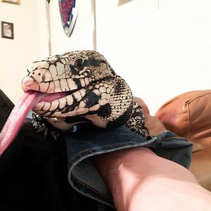 Tegu Handling Tips | ReptiFiles' Tegu Care Guide