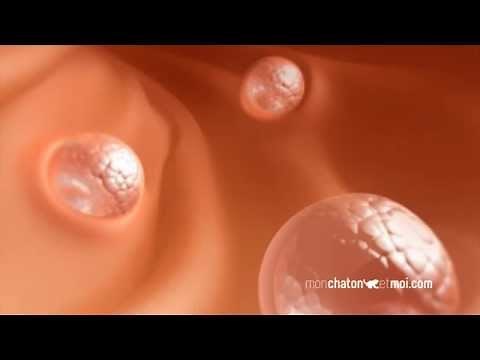 Le développement du chaton⎜ROYAL CANIN®