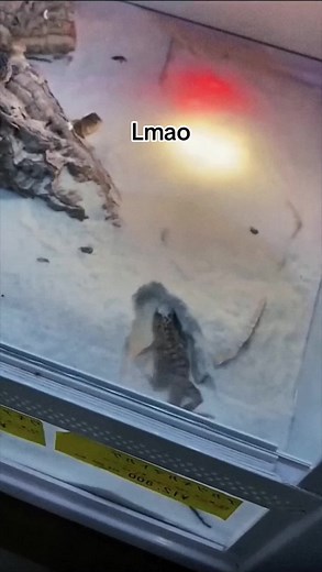 Anything interesting on TikTok