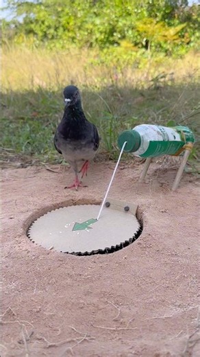 Simple Unique Pigeon Trap #youtubeshorts