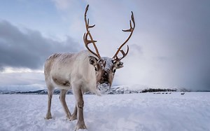 Reindeer vs. Wolf: Who Would Win in a Fight?