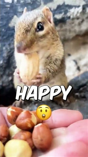 This Squirrel Eating A Nut Is Too Cute 🥜