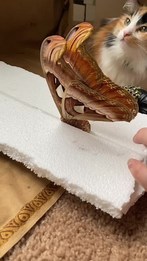 Pinning a Giant Atlas Moth - Step by Step Guide