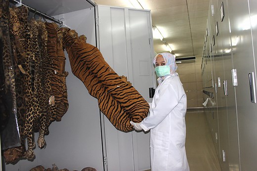 ‘The Javan tiger still exists’: DNA find may herald an extinct species’ comeback