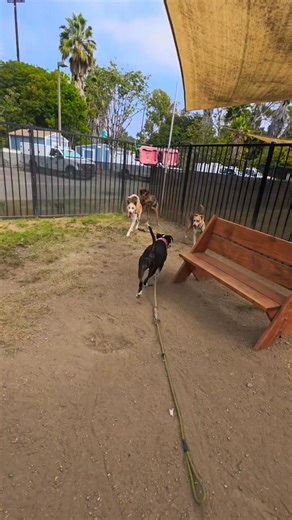 #ShelterPlaygroup #MondayVibes & #FunTimes With Ciao Chachi Ranger Guinevere Oreo & Cheeto HI! My Name Is Ciao AKA Chowder Pet ID: #A749056 Intake Date: 09/14/2025 URGENT: Needs Rescue Now Age: 8 Months Old Breed: Alaskan Husky Mix Found At: 600 E Artesia Blvd, Long Beach, CA 90805 HI! My Name Is Chachi Pet ID: #A745693 Intake Date: 09/03/2025 Gender: Male Age: 2 Years Old Breed: German Shepherd HI! My Name Is Ranger Pet ID: #A747689 Intake Date: 08/22/2025 Gender: Male Age: 10 Months Old Breed: