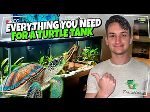 What Do You Actually Need for a Turtle Tank??