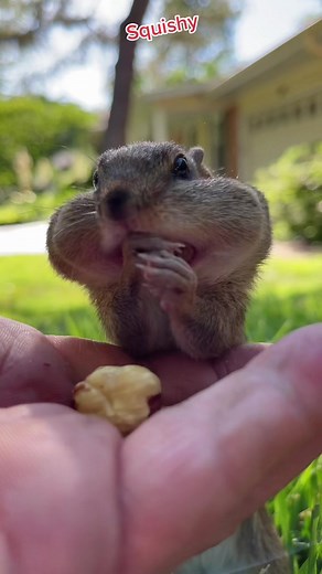 Squishy Chipmunk Cheeks Filling Video