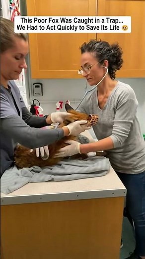 A Fox Was Caught in a Trap... and We Rushed to Save It. #fox #foxy #animalshorts