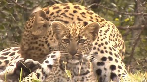 26K views · 453 reactions | Leopard Knock Eagle Out to Save Baby Fails - Cheetah Lions Jaguar Leopard Powerful Big Cat in Africa. | Animal Planet Channel | Facebook