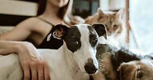 How Does Pet Insurance Work? Here’s Your Ultimate Guide | Lemonade