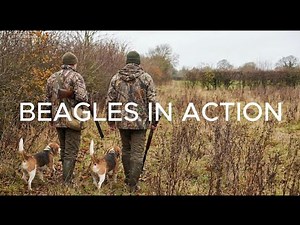 Beagle Hounds Chasing Rabbits #HoundHunting #Rabbit #BeagleStyle