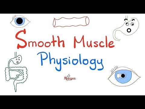 Smooth Muscles Physiology and Myosin-light Chain Kinase/ Phosphatase | Physiology Lectures